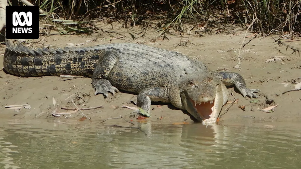 Man feared to have been attacked by crocodile in north Queensland