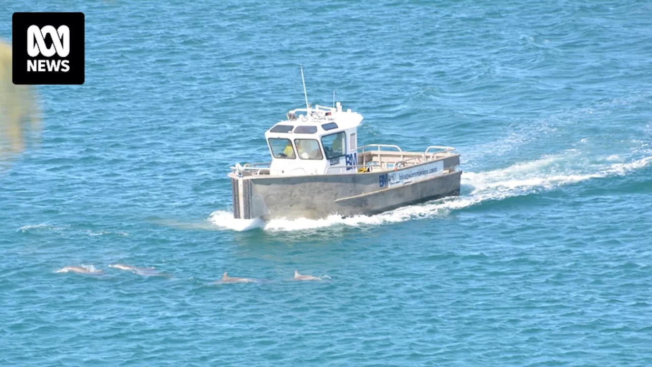 Tourists accuse boat of driving through Noosa dolphin pod