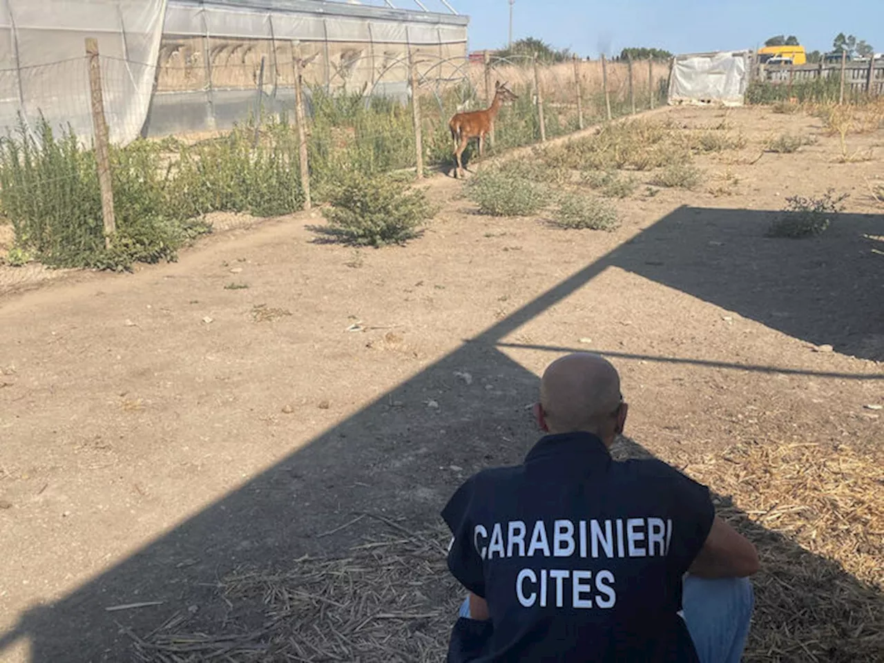 Cervo sardo in un recinto privato, liberato dai carabinieri