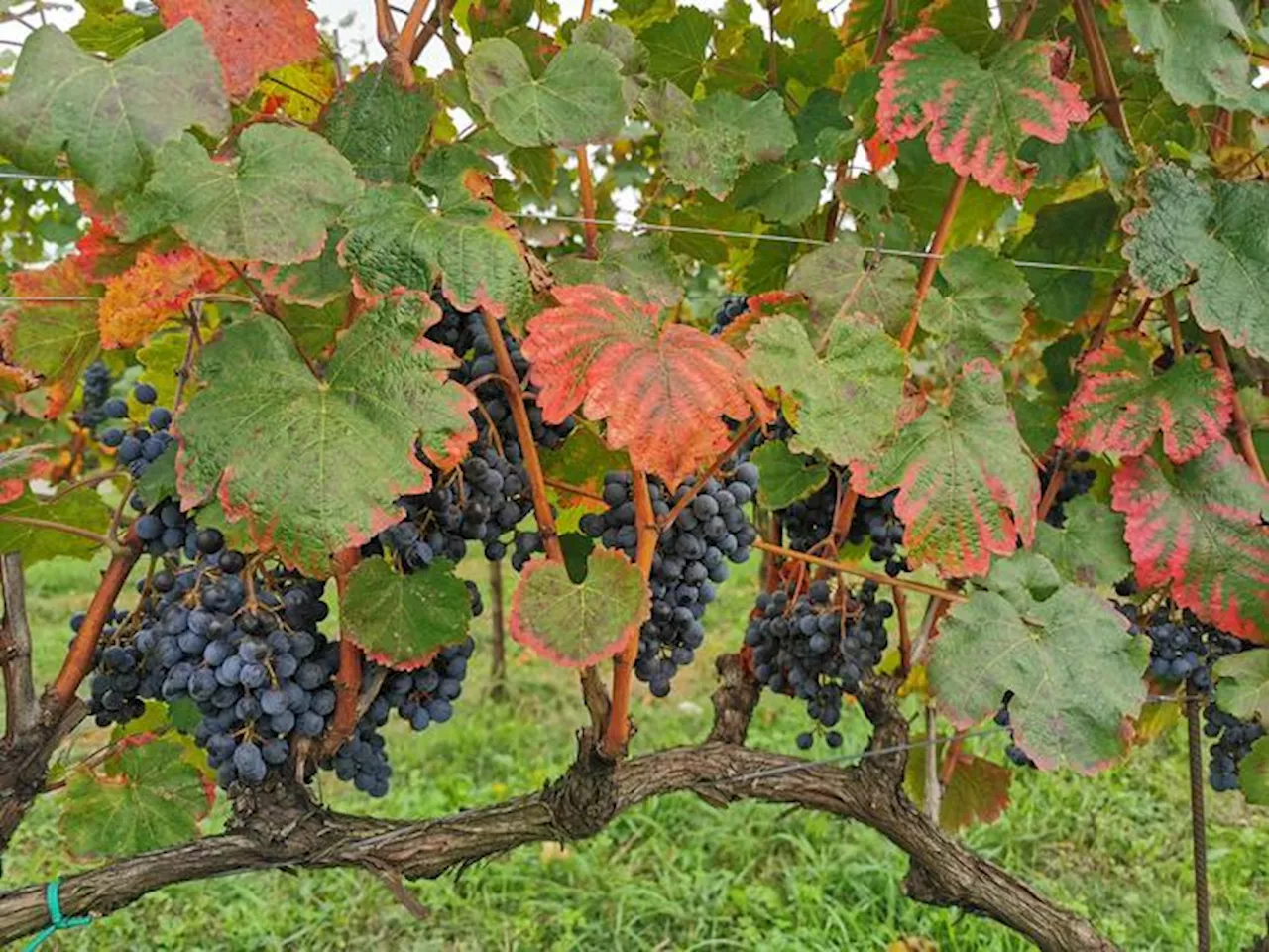 Vendemmia in anticipo in Emilia-Romagna, comincia l'8 agosto