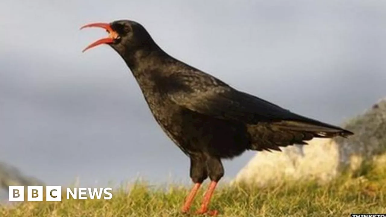 Kent: First wild chough chick in 200 years bred at Dover missing