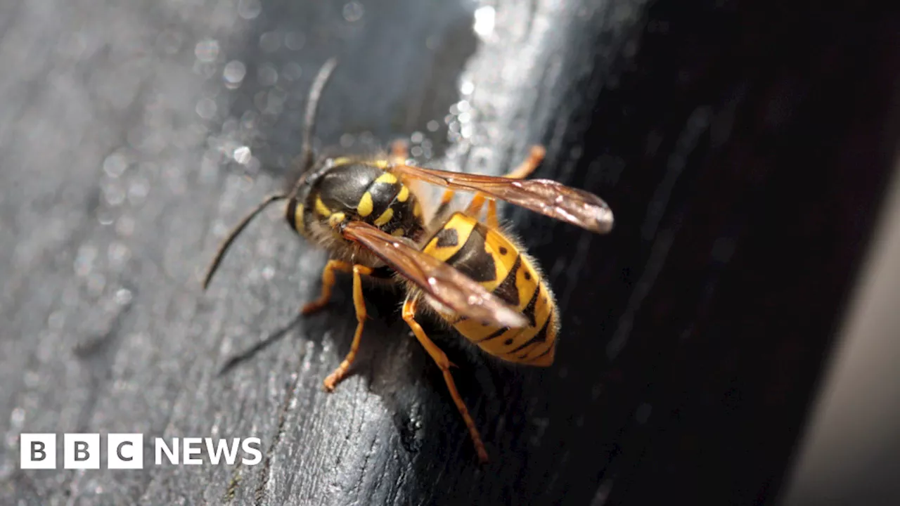 Where have all the wasps gone?