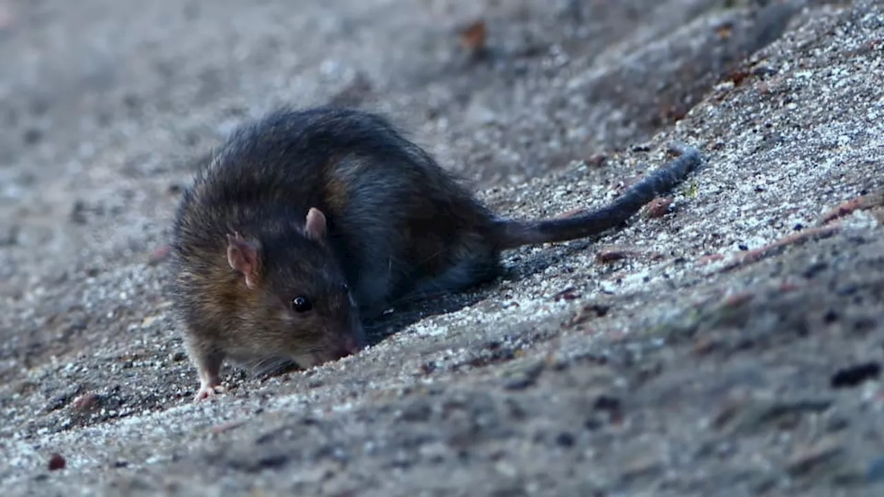 Plaques d'égout comblées, pièges: Paris a intensifié sa lutte contre les rats pour les JO