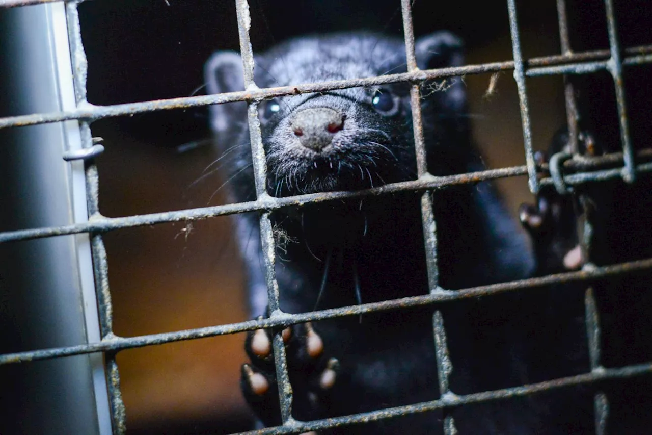 Poll: 80% of British Columbians support ban on animal fur farming