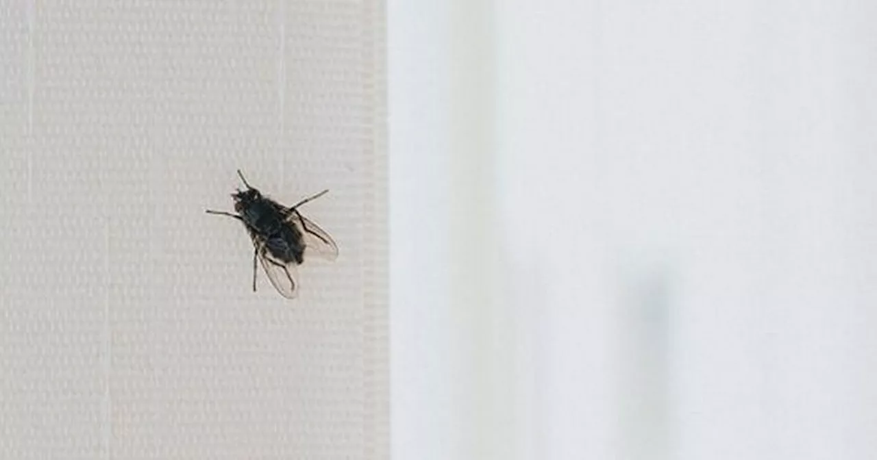 £1 Asda plant that stops flies entering your house in summer