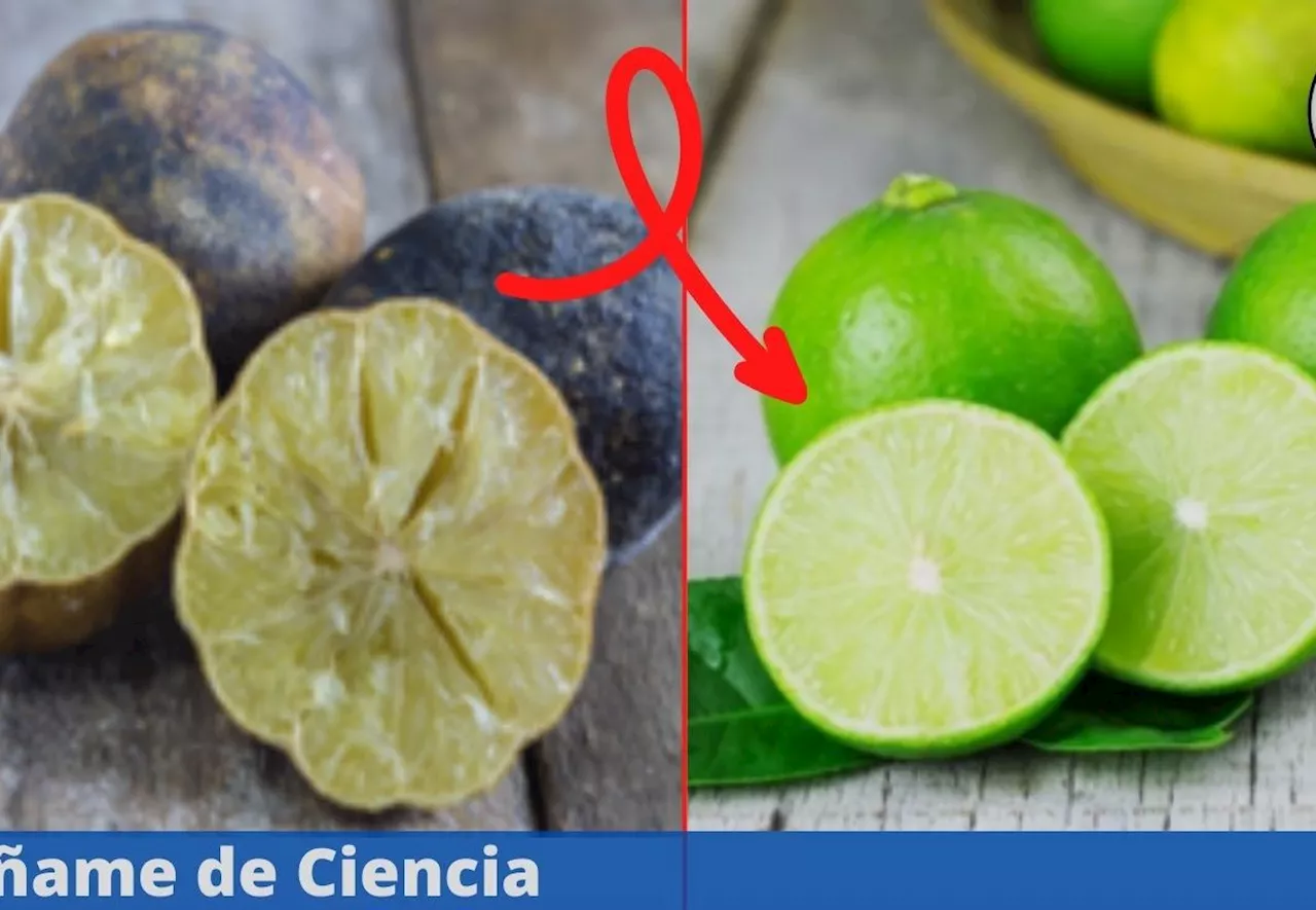 Devuélveles el jugo a los limones secos en segundos con este infalible truco casero