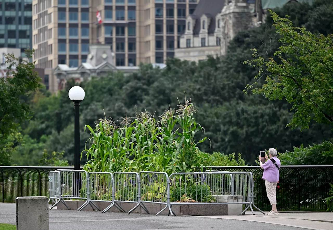 Forbidden fruit: Don’t eat the food growing in downtown Ottawa planters, says NCC