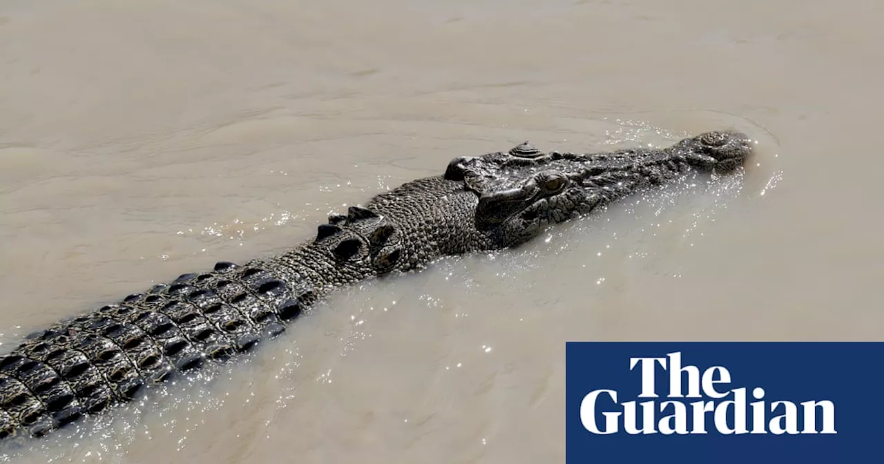 Crocodile attack prompts search for missing man in far north Queensland