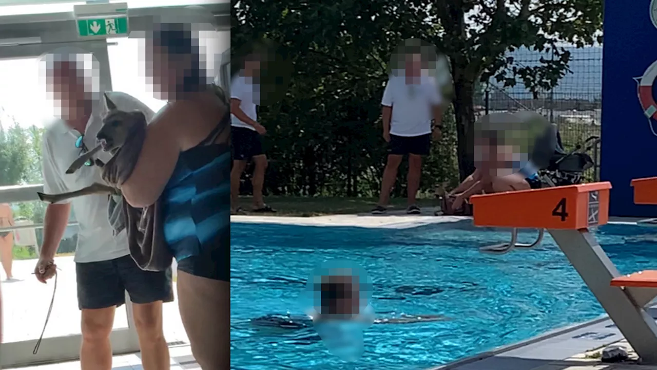 Verirrtes Rehkitz gönnt sich Badepause im Freibad