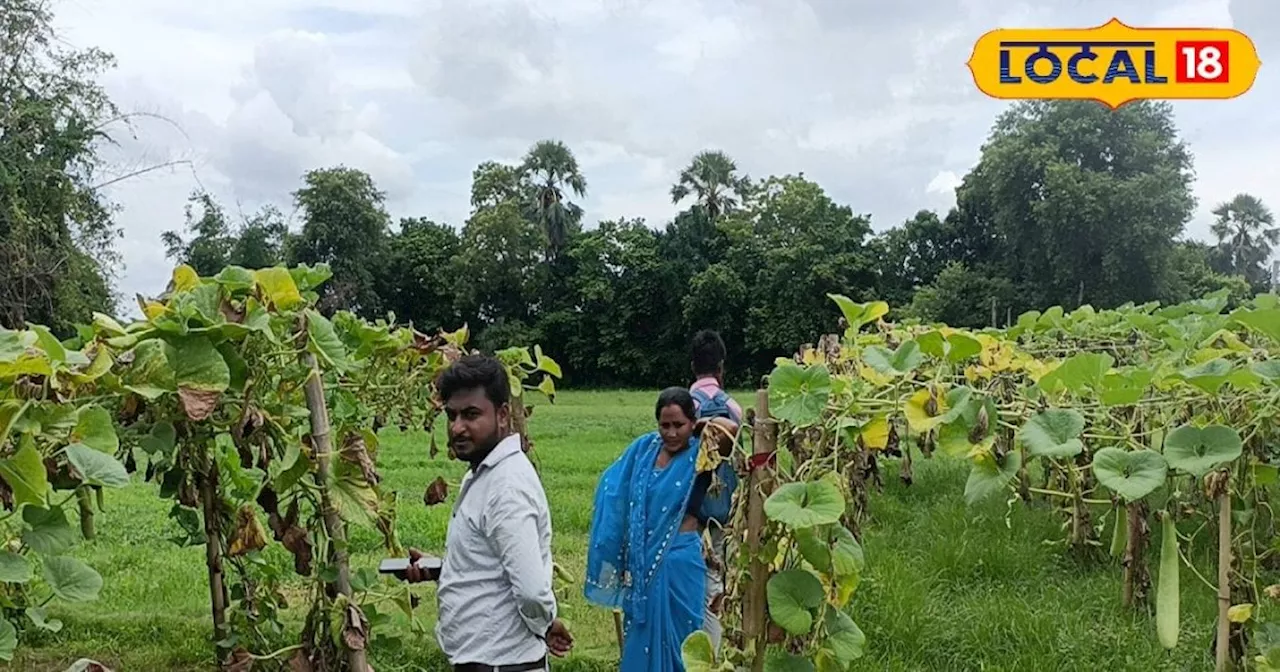 सब्जी है या नोट छापने की मशीन, इस विधि की मदद से हर रोज हो रही 3 हजार की कमाई