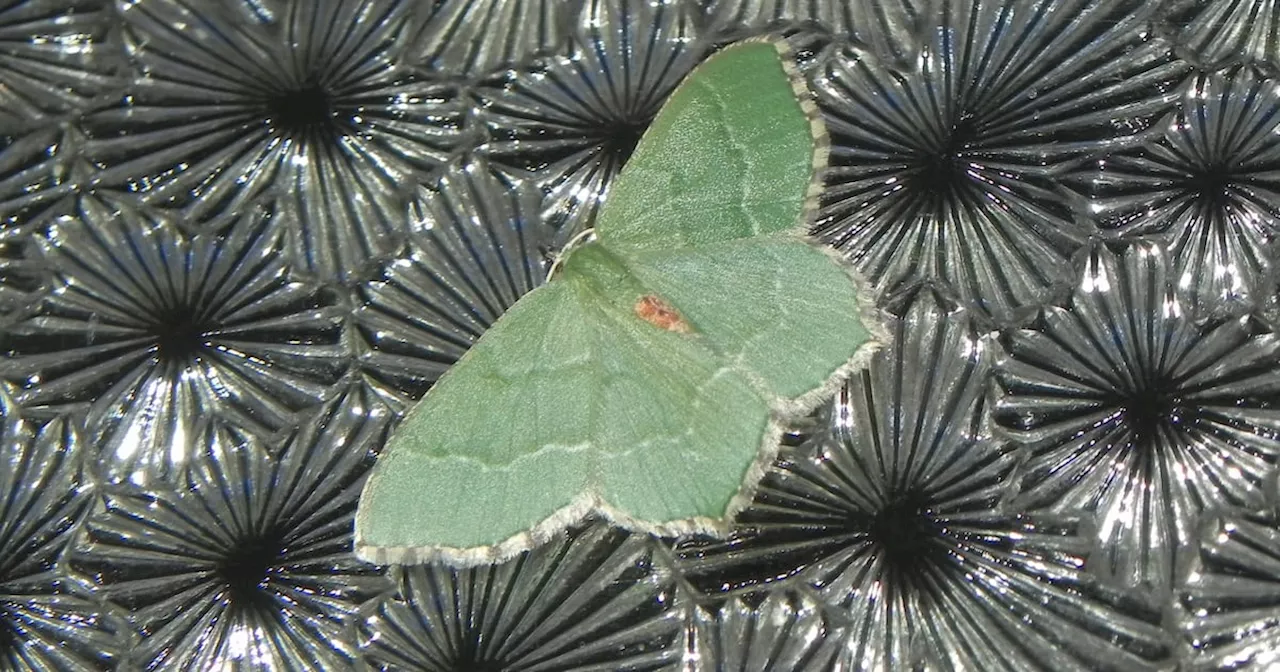 A good day for Google’s moth-spotting credentials