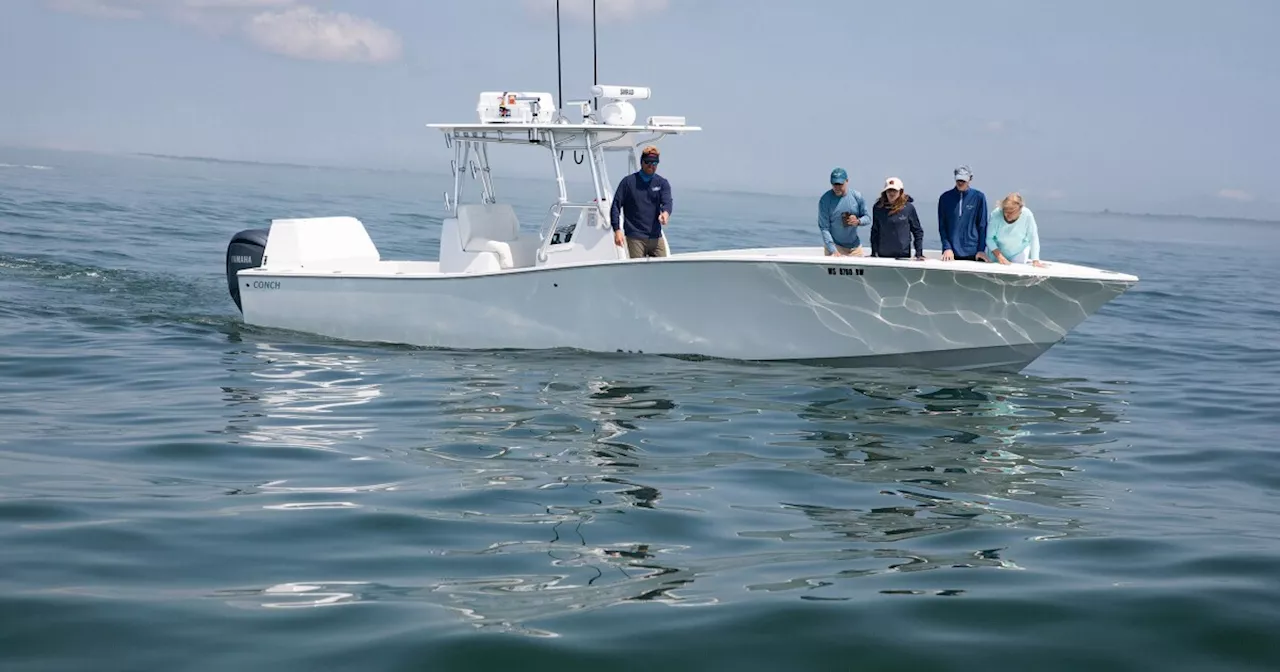 Pricey great white shark tours take off in Cape Cod