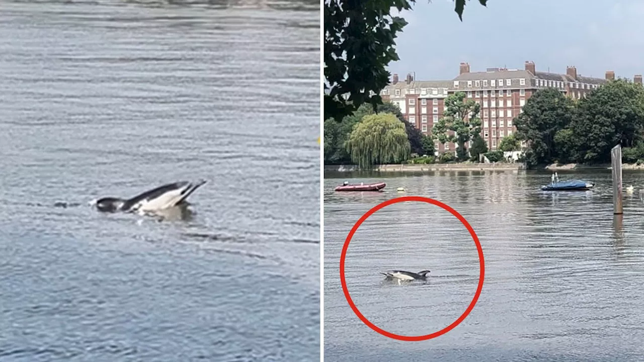 Londoners warned to stay away from dolphin spotted in River Thames as experts say mammal was 'struggling...