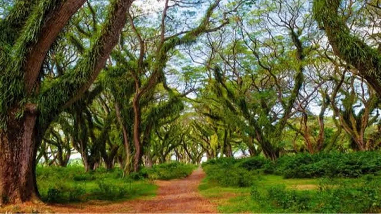 Indahnya De Djawatan Forest, Wisata Alam Memesona di Banyuwangi