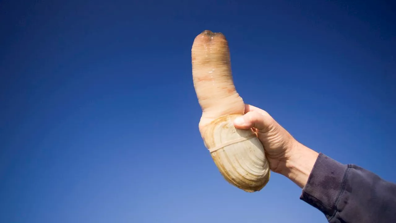 Pacific geoduck: The large, phallic clam that can live longer than 165 years