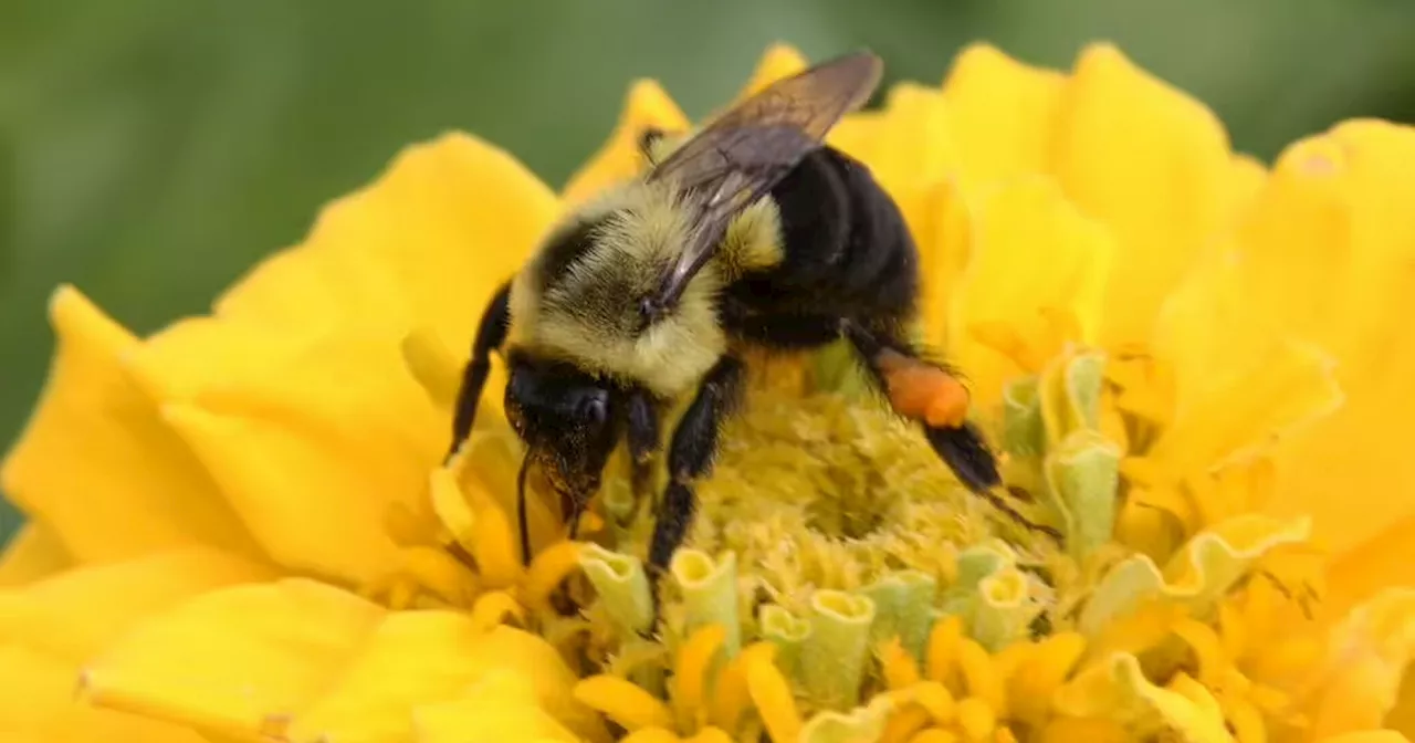 Wildlife experts encourage gardeners to leave a tray of water outside