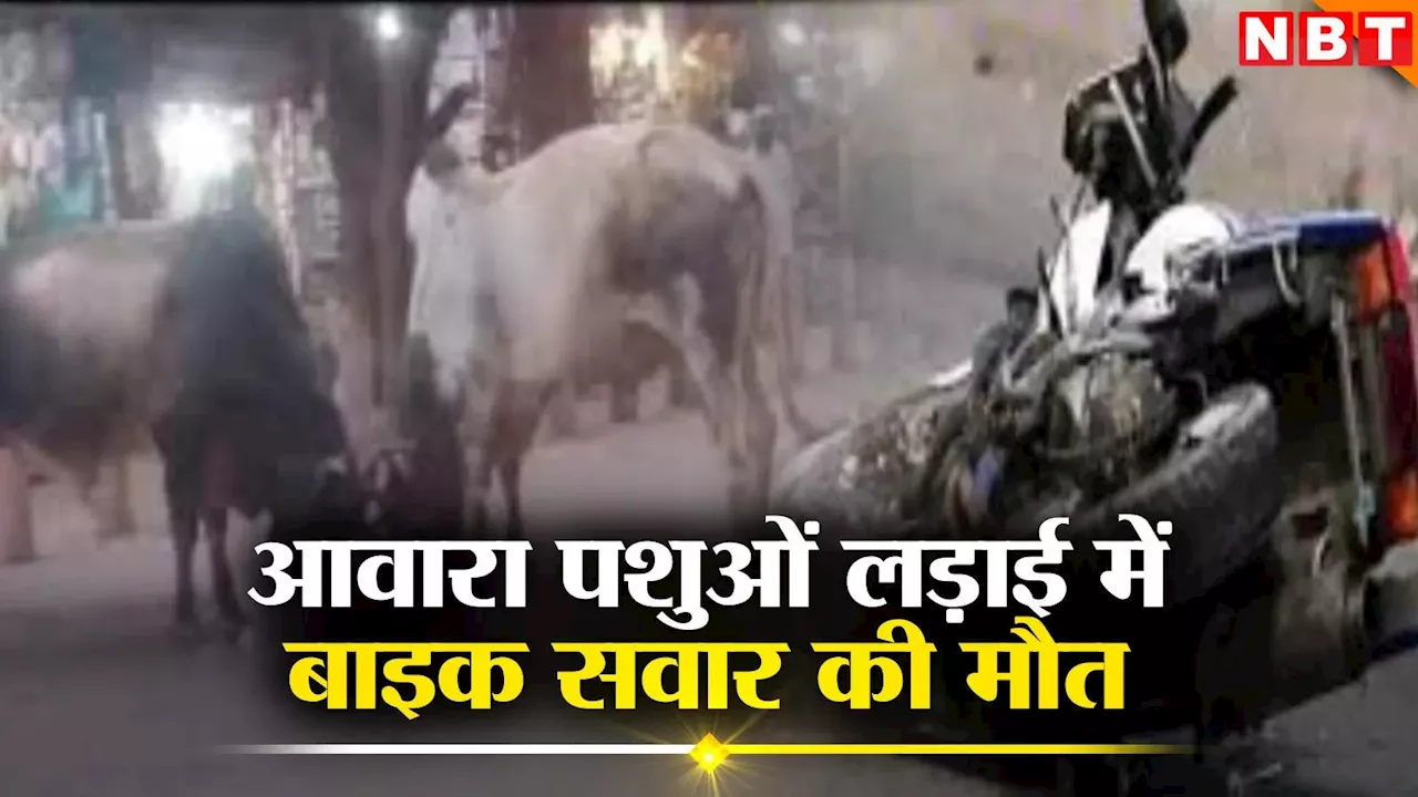 Faridabad News: सड़क पर लड़ रहे 2 आवारा पशुओं की चपेट में आने से बाइक सवार की मौत, फरीदाबाद में दर्दनाक हादसा