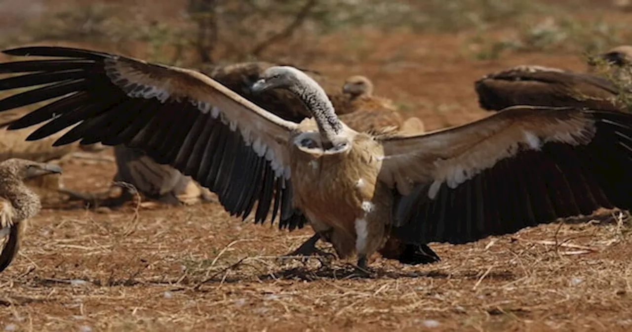 Indian Vultures: भारत में गिद्धों के ख़त्म होने से कैसे चली गई 5 लाख लोगों की जान?