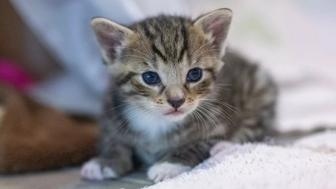 Mecklenburg-Vorpommern: Tierschützer klagen über Anstieg junger Katzen in Tierheimen