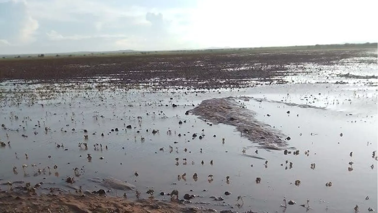 Lluvia hace 'lagunas' en cultivos de San Felipe; pierden cosechas