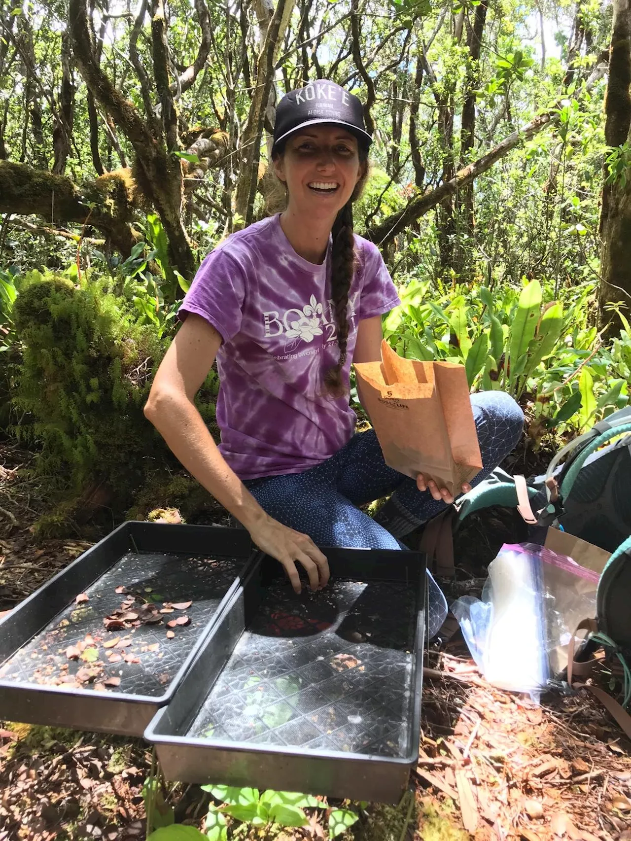 New research sheds light on relationships between plants and insects in forest ecosystems