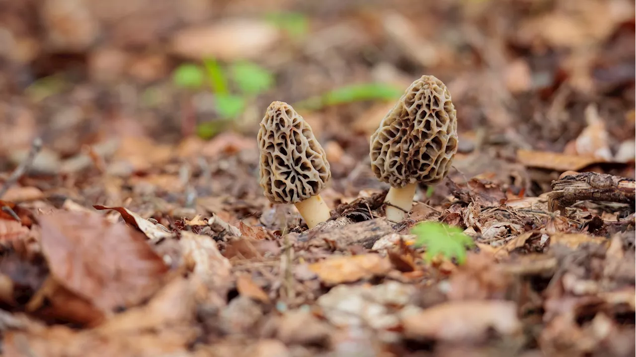 How to start forest farming: Grow delicious food in the woods