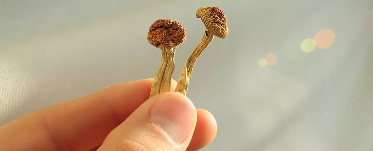 Scientists Reveal What Your Brain Looks Like on Psilocybin