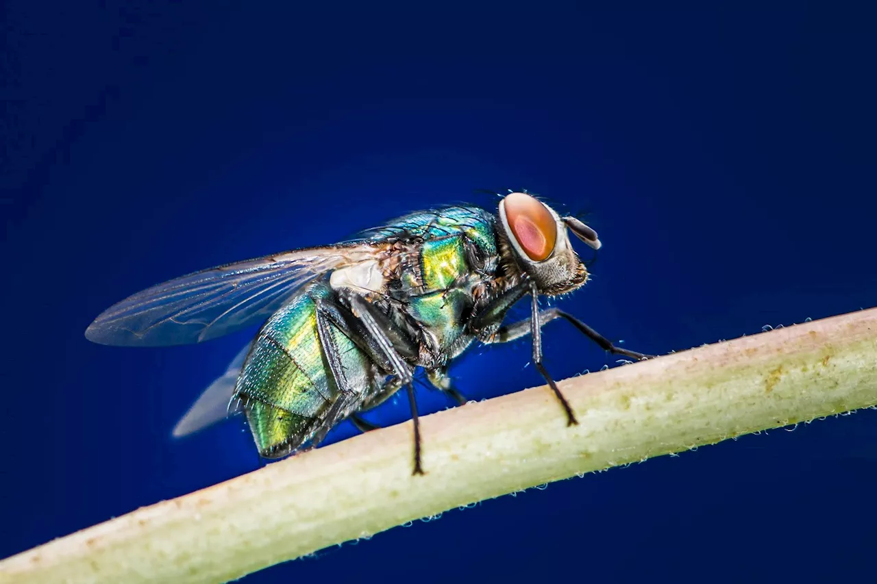 Urgent Countermeasures Are Needed: Researchers Find Blowflies Carrying Bird Flu in Japan