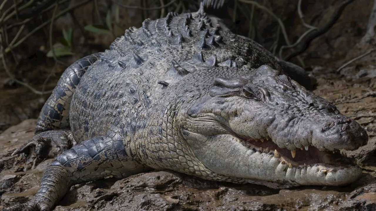 Heart breaking search for man feared dead after crocodile attack in Queensland