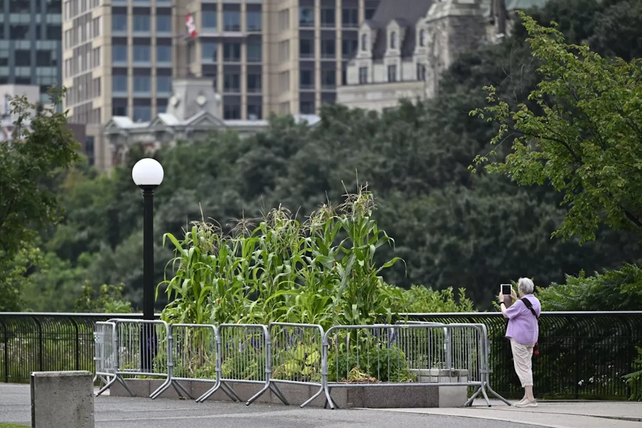 Forbidden fruit: Don't eat the food growing in downtown Ottawa planters, says NCC