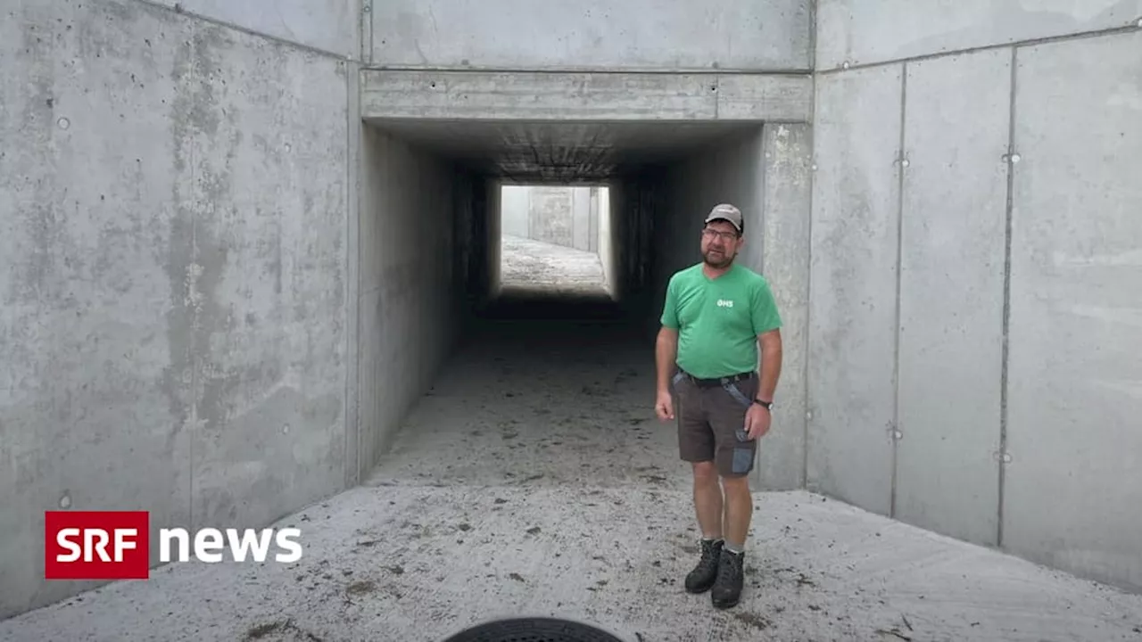 Kuh-Tunnel: Ein Bauer nimmt Verkehrsproblem in die Hand