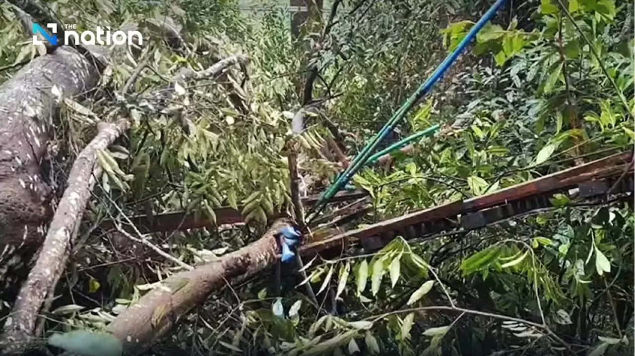 Heavy rains blamed for tree falling on bridge, killing Chinese tourist in Chiang Mai