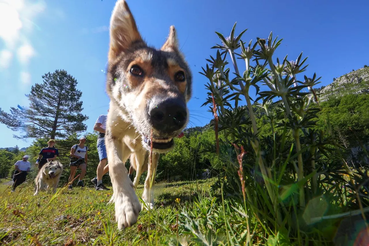 Chiens en laisse, en muselière ou en liberté : ce que dit la loi selon le lieu où vous le promenez