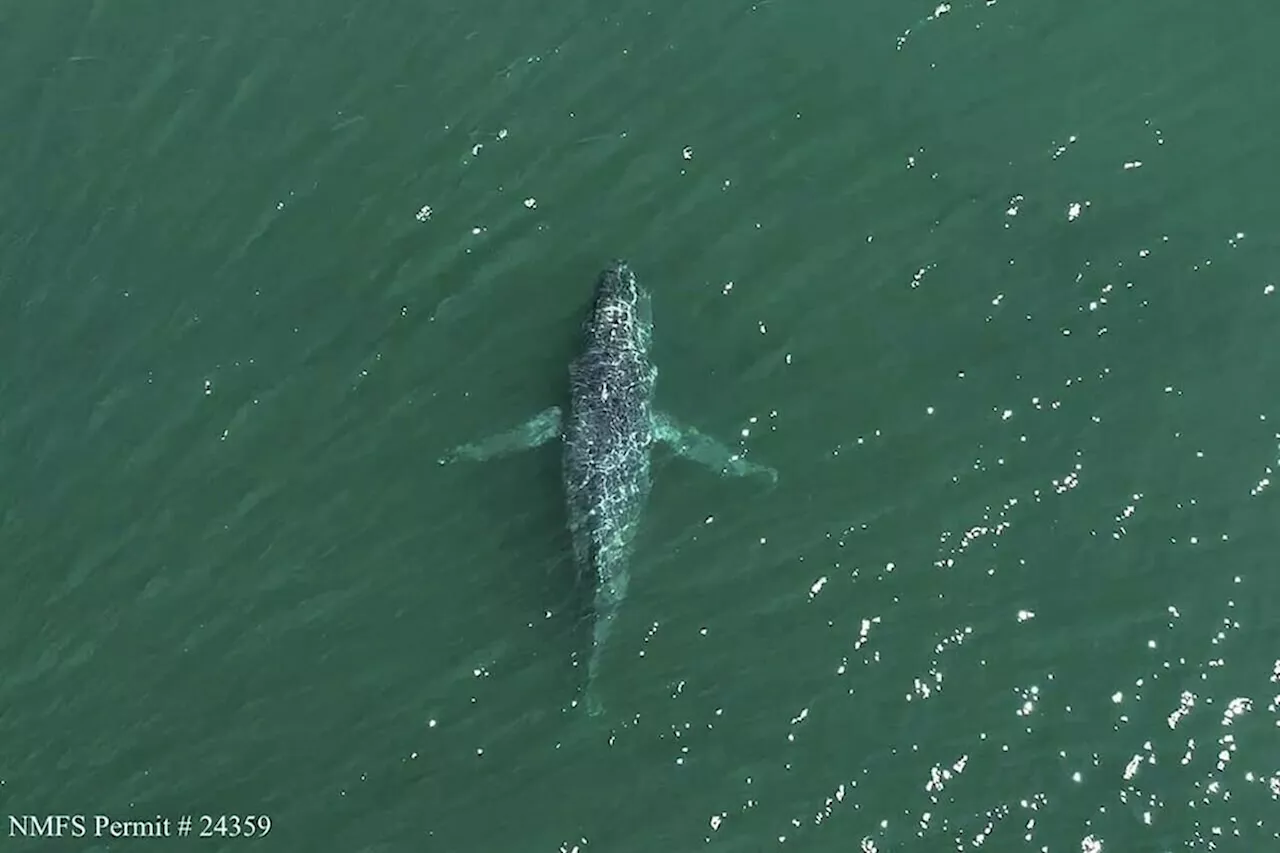 A humpback whale in Washington state is missing its tail