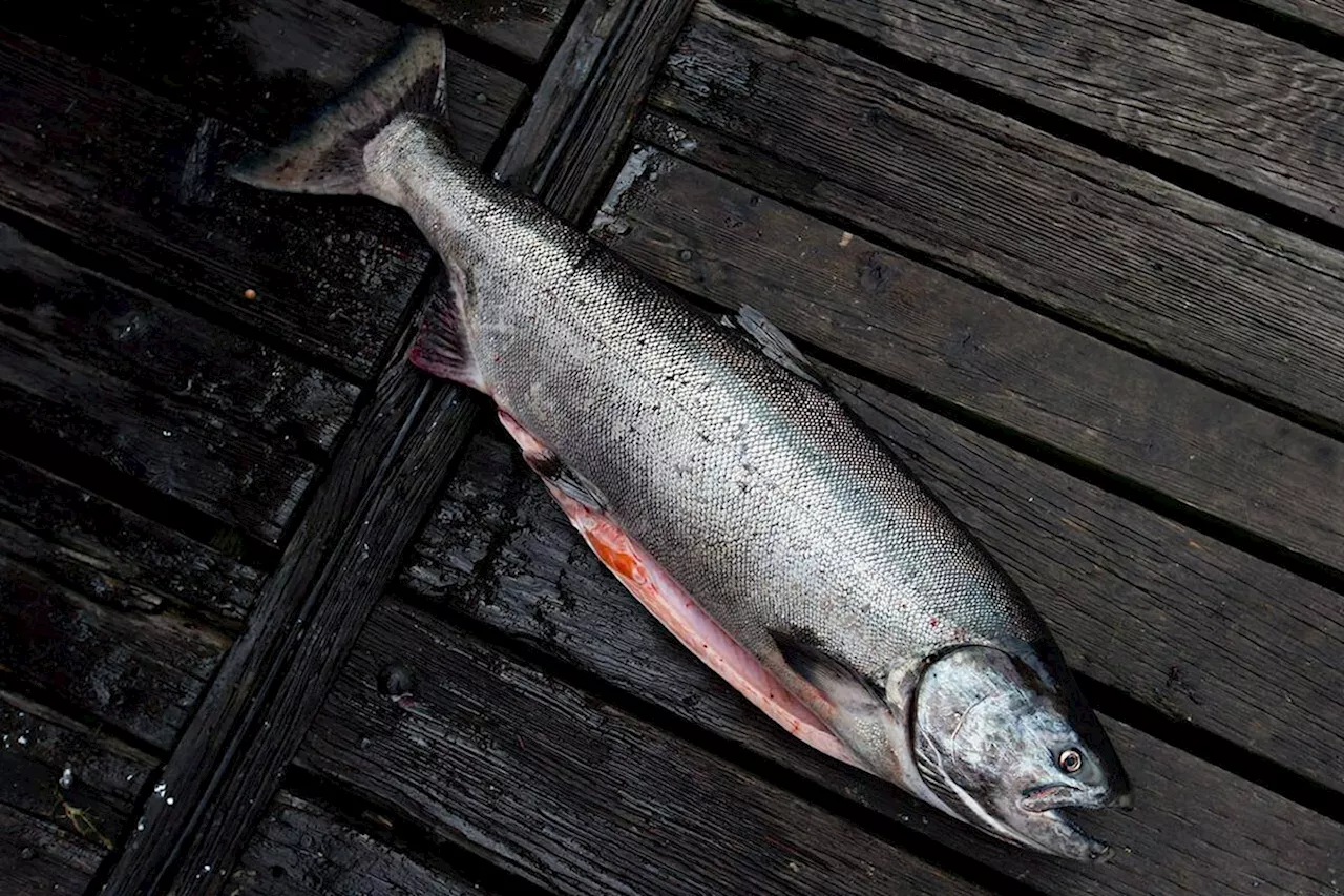 'Majority' of chinook run is already past Chilcotin River landslide area: Cullen