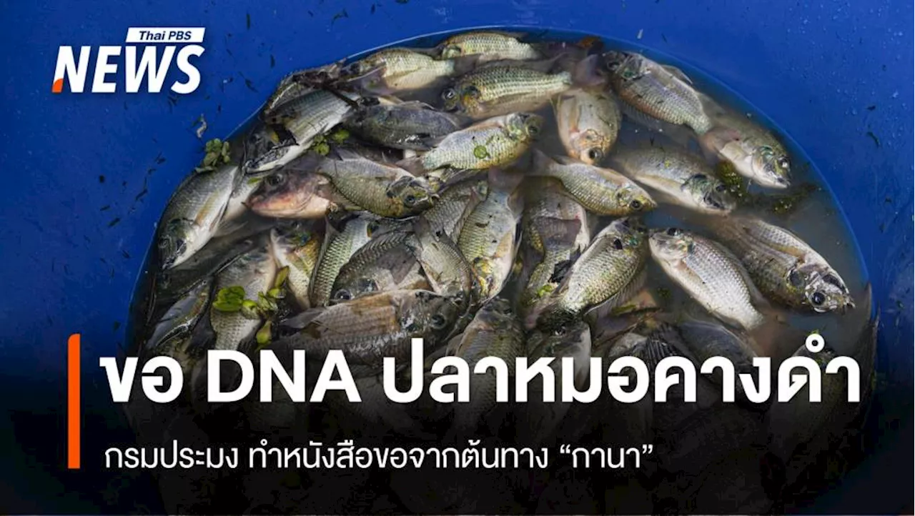 กรมประมง ขอ DNA 'ปลาหมอคางดำ' จากต้นทาง 'กานา'