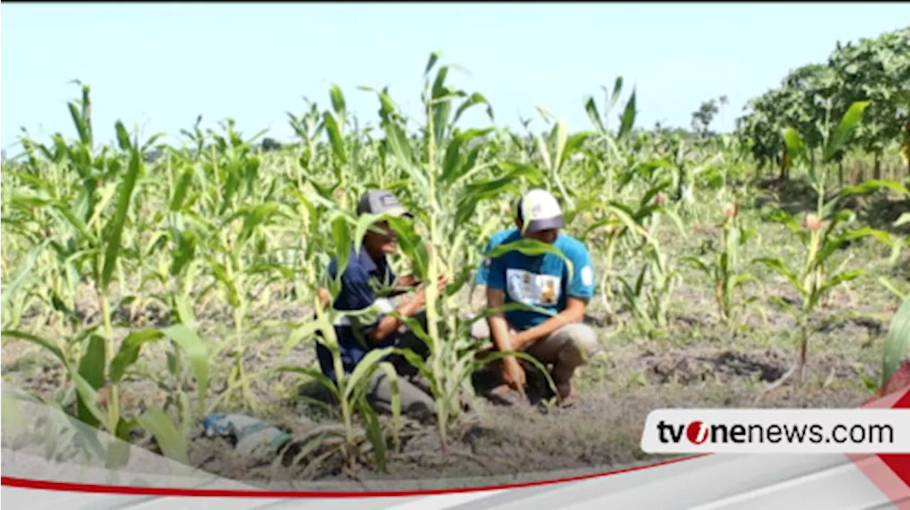 Putus Asa Diserang Hama Tikus, Petani Jagung di Lumajang Mulai Beralih Tanam Tembakau 