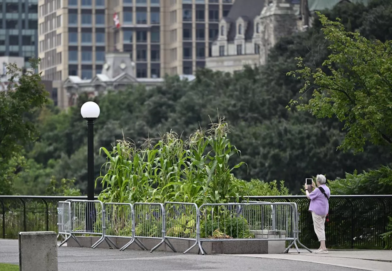 Forbidden fruit: Don't eat the food growing in downtown Ottawa planters, says NCC