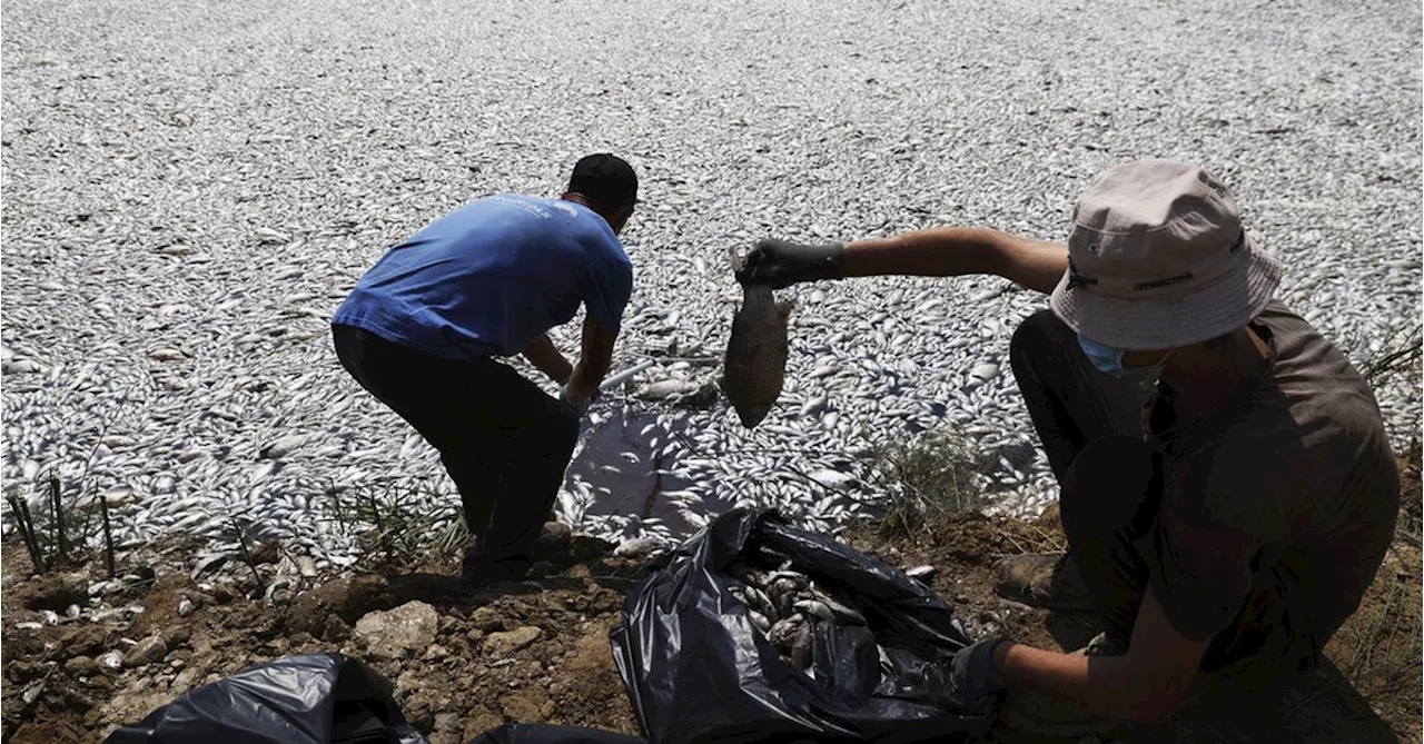 Over 100 tons of dead fish collect at Greek port after climate-related mass die-off