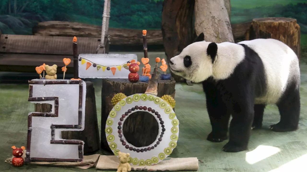 Taipei zoo's giant panda Yuanyuan celebrates her 20th birthday