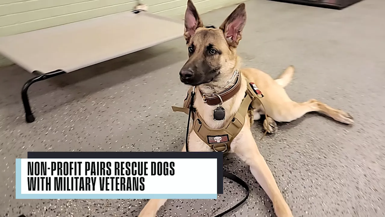 Chicago-area nonprofit pairs rescue dogs with military veterans