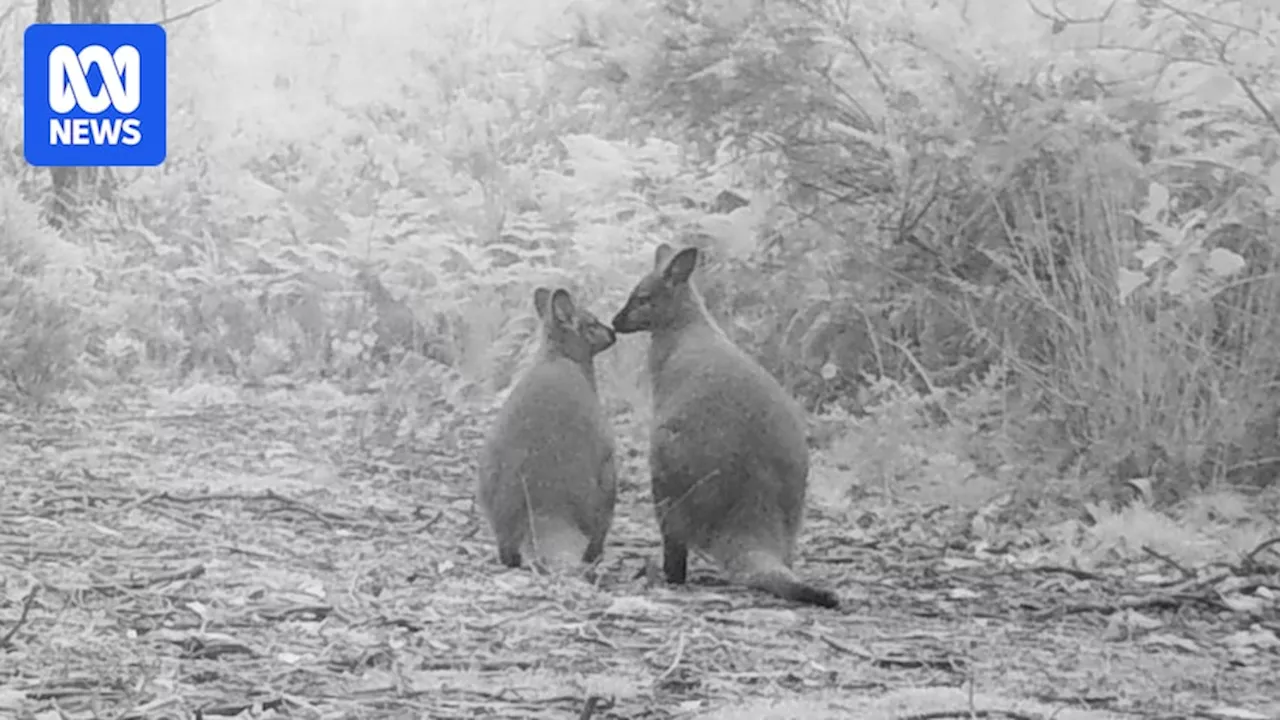 Camera-trap photo competition helps Tasmanians get to know their wildlife neighbours