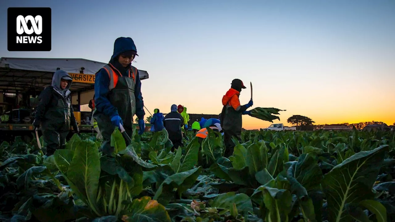 Hot winter weather to drive down vegetable prices but deplete livestock feed