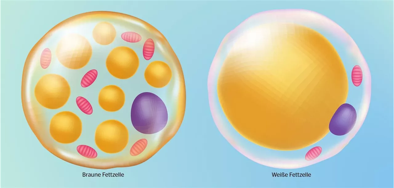 Braunes Fettgewebe : Abnehmen: Mit Kälte gegen die Pfunde?