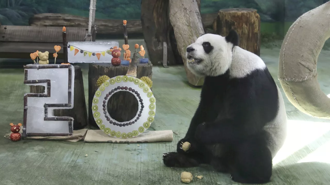 Taipei zoo's veteran giant panda Yuanyuan celebrates her 20th birthday