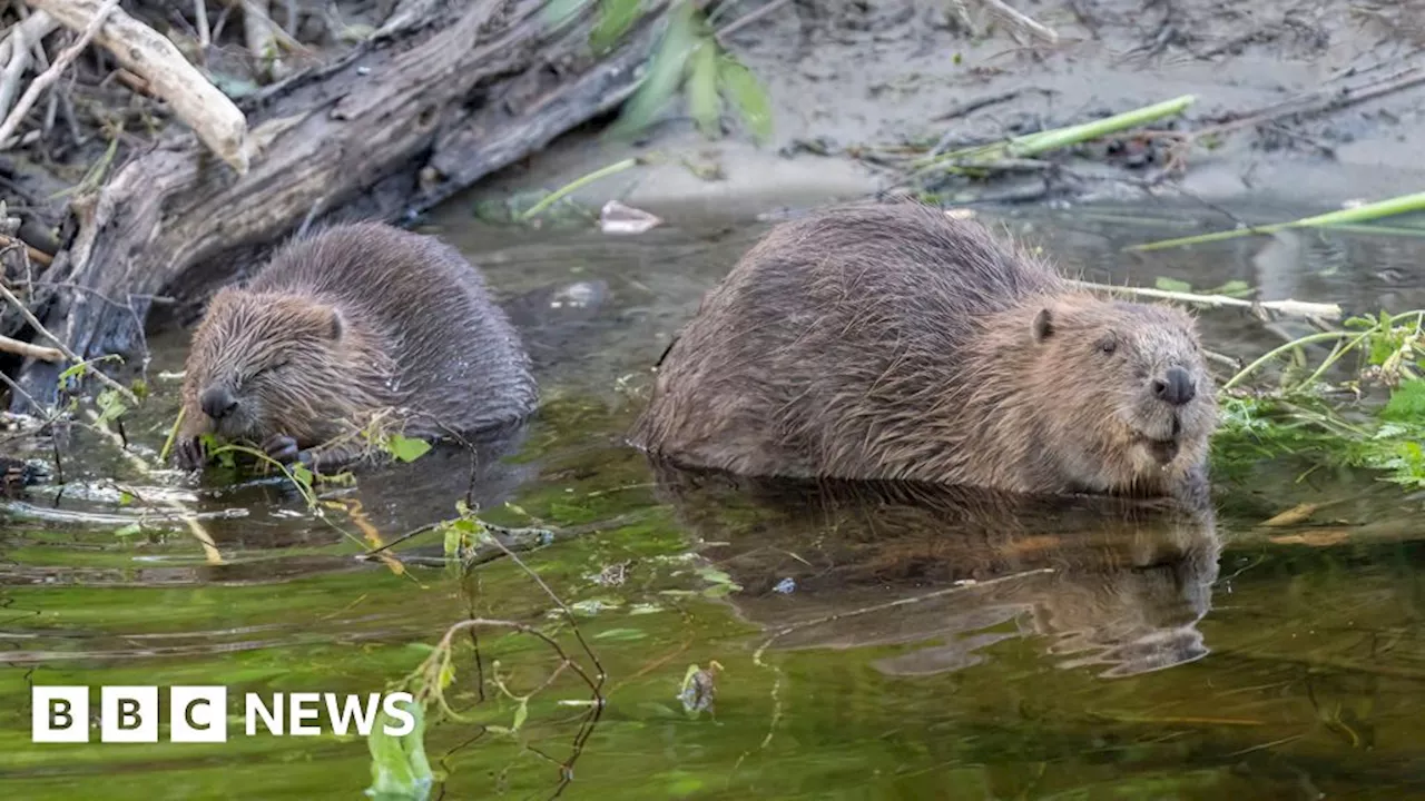 Beavers: Welsh government to consider protecting animals in Wales