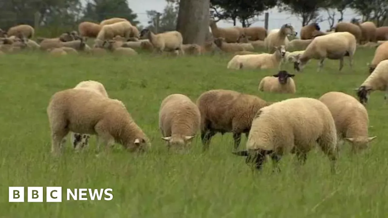 Isle of Man import ban continues amid UK bluetongue cases