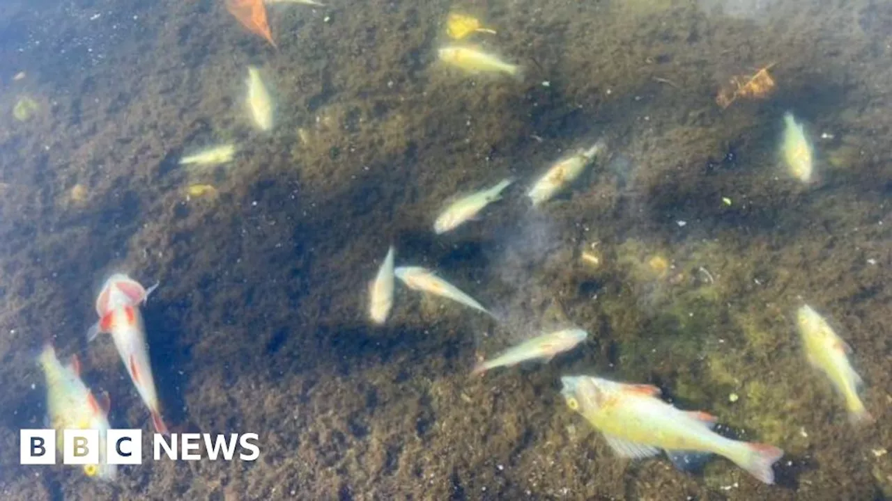 Telford: Investigation launched as fish die in Holmer Lake