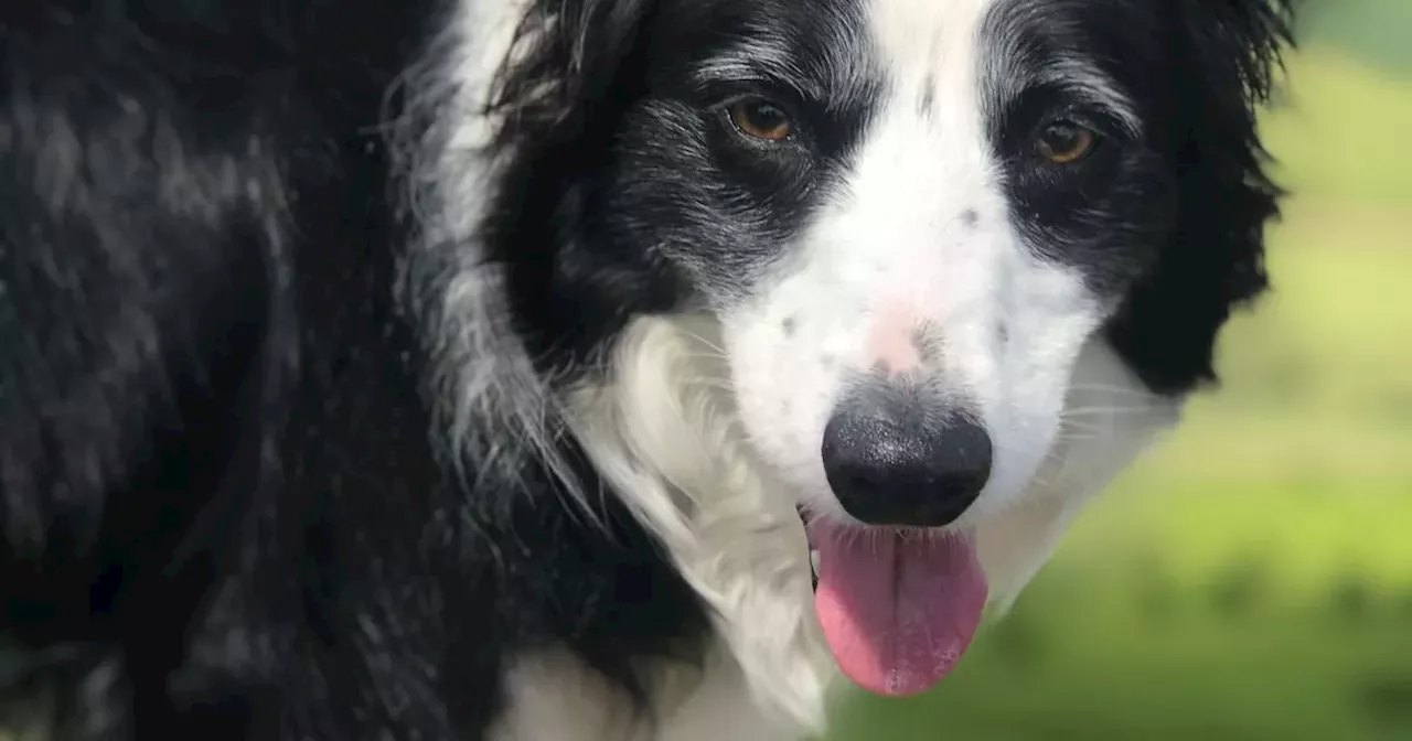 Belfast to host Alzheimer's Memory Walk complete with dogs at Ormeau Park