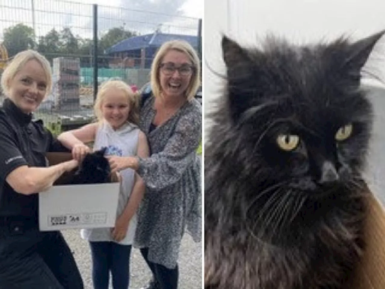 Pepé the Samlesbury cat reunited with his owners almost a decade after going missing